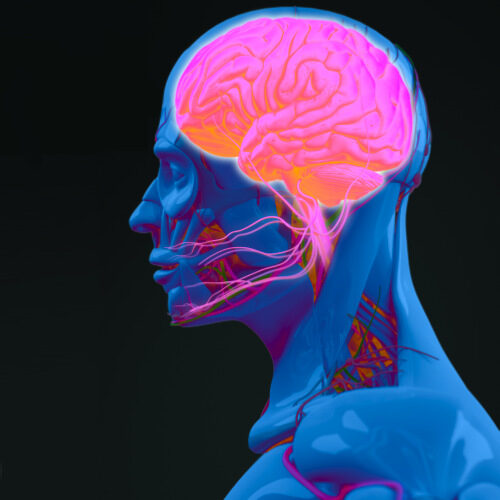 san diego naturopathic doctors 3d render profile of human brain and nervous system