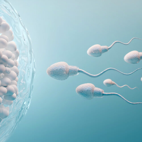 san diego naturopathic doctors 3d illustration sperm and egg cell